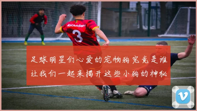 足球明星们心爱的宠物狗究竟是谁让我们一起来揭开这些小狗的神秘面纱